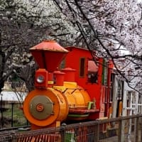 桜のトンネル🌸