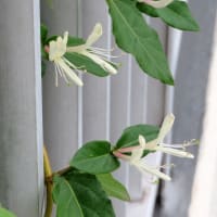 5月前半の寄せ植え鉢-W：スイカズラの花が白から金に
