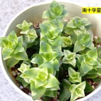 南十字星とマルガンHYB　他　20250707