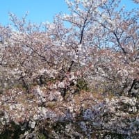 〜桜舞う三溪園で、春を刻む一枚を〜