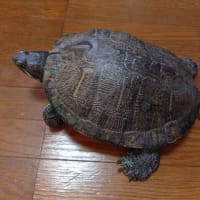 カメたち　今日は何の日