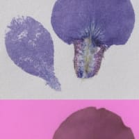 ガザニアとアヤメの花・紫外線吸収と反射について
