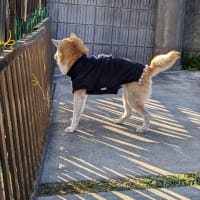 クリンへの想いは尽きなくて・・295