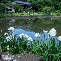 川のほとりの庭園。