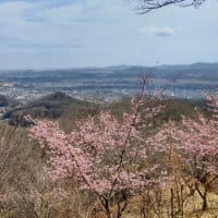 お花見びより～鐘撞堂山～