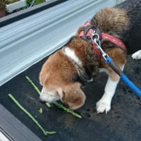 よく食べる