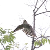 心に残る情景*「鳥景」見沼の小さな森・カラスを警戒して飛び出すツミの雌鳥