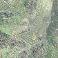 ＜我が家の菜園518＞　スイカ２個