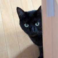ＪIＪI(ジジ)です。𓃠