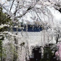 春の昼下がり、桜につつまれた本堂。