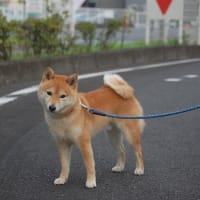 朝散歩での出会い