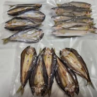 5/31（土）　安曇川朽木　鮎釣り！！