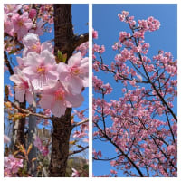 春間近🌸