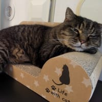 猫がデカい