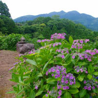 石神原公園のアジサイ