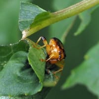 ハナムグリの幼虫 南大沢昆虫便り ハナムグリの幼虫 南大沢昆虫便り