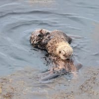 プカリ浮かんで