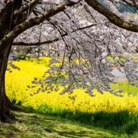 続・菜の花と桜咲く風景