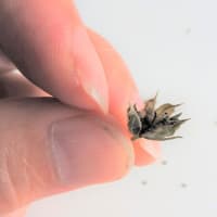 ハイビスカス　ロバツス　　　　精霊の守り花　　　　　　千葉県市川浦安アスファルト脇植物園・自宅