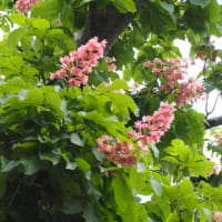 花散歩・ベニバナトチノキ （紅花栃の木）