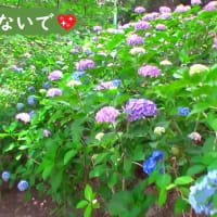 ７月の歌