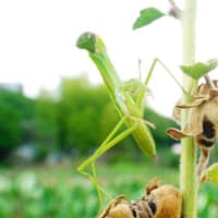 タチアオイとカマキリ（足立区都市農業公園 2025.7.6 撮影）