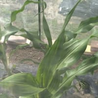 とうもろこし　大きくなってきました