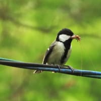 シジュウカラ　子育てしています