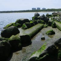 横浜海の公園散策