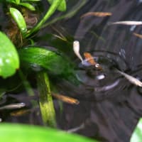 「水玉と波紋」撮影