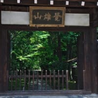京都　青モミジ100シリーズの参道　穴場の鹿王院　