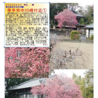 花巡り「梅－362」　幸手市中川崎付近①②