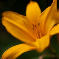 黄菅