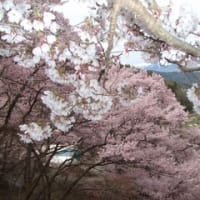Kou式カバラ占術 Camellia先生 今日も行く Kou式カバラ占術 Camellia先生 今日も行く