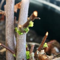 今年も芽が出て花が咲く　三河の綿