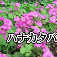 小次郎と春の草花－　オキザリス・パーシーカラー　－