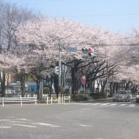 相模原の桜