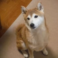 琥珀通信。。お楽しみの秋