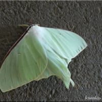 美しい蛾です(^^)♪。