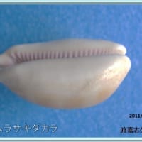 クチムラサキダカラ