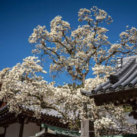 白木蓮を訪ねて【円覚寺】青空に映える見事な咲きっぷり