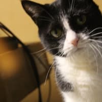 今日は…🐱🐱🐱