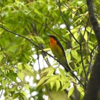 都市公園と、標高の高いお山と。