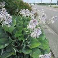 紫陽花とタチアオイ