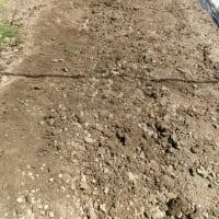 サトイモ定植
