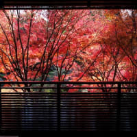 紅葉⑥東山植物園