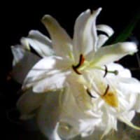 《白い花》百合