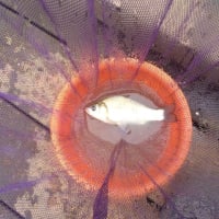 離湖へ