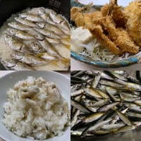 2025年6月29日【北条湾釣行】釣りのお供の猫達（茶トラ・キジトラ）