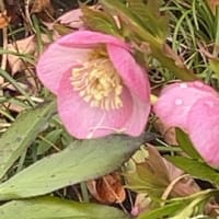 ようやく花が咲き始めました